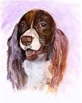 8x10 English Springer Spaniel Dog Watercolor and Higgins Ink Penny StewArt - Posted on Thursday, February 5, 2015 by Penny Lee StewArt