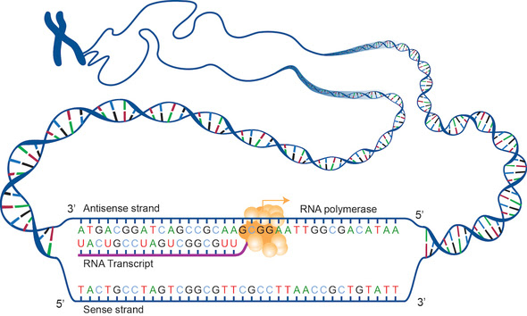 Illustration of DNA transcription