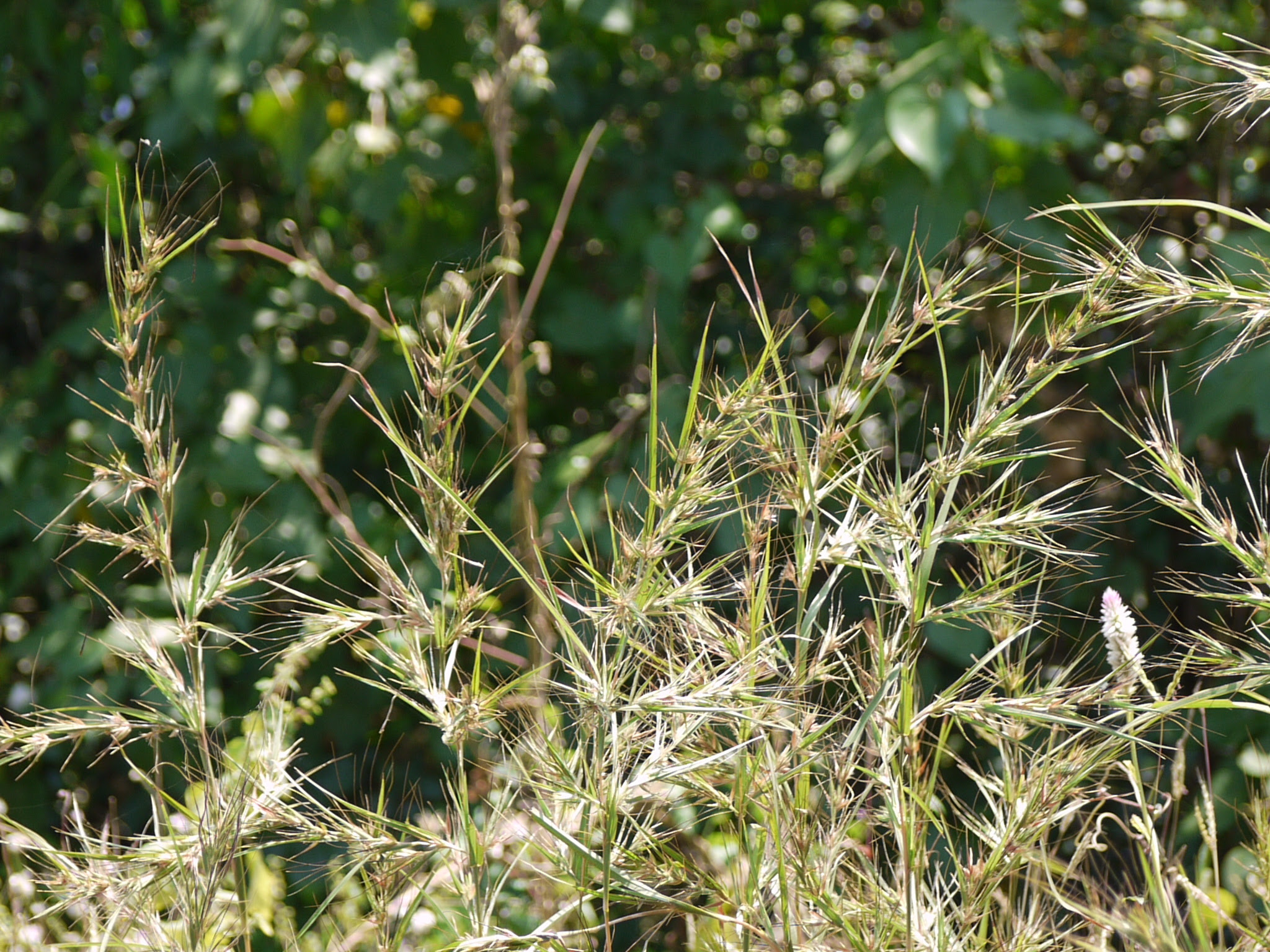 Pseudanthistiria heteroclita (Roxb.) Hook.f.