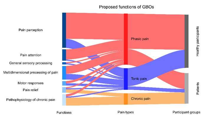 Pain-related gamma-band oscillations reflect pain perception