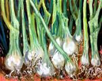 Onions - Posted on Wednesday, February 25, 2015 by Linda Blondheim