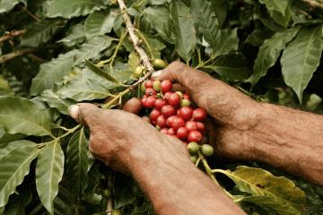 Hoy se realiza el 3er Foro Mundial de Productores de Café