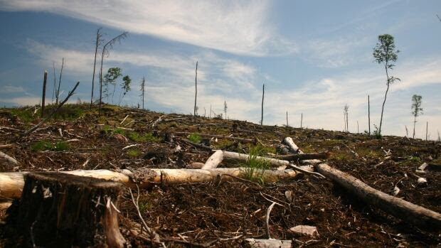 More clear-cut logging of the one-million hectare Whiskey Jack Forest is planned, starting Apr. 1, 2014.  The Whiskey Jack Forest is part of Grassy Narrows First Nation's traditional territory.
