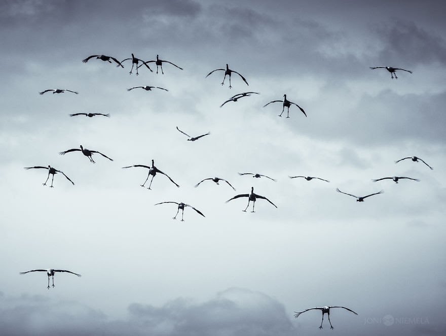 Cranes have an amusing way of flying, legs down.