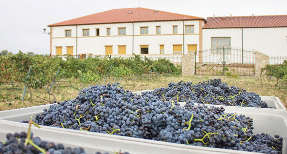 Vinsacro Rioja Dioro, 2015