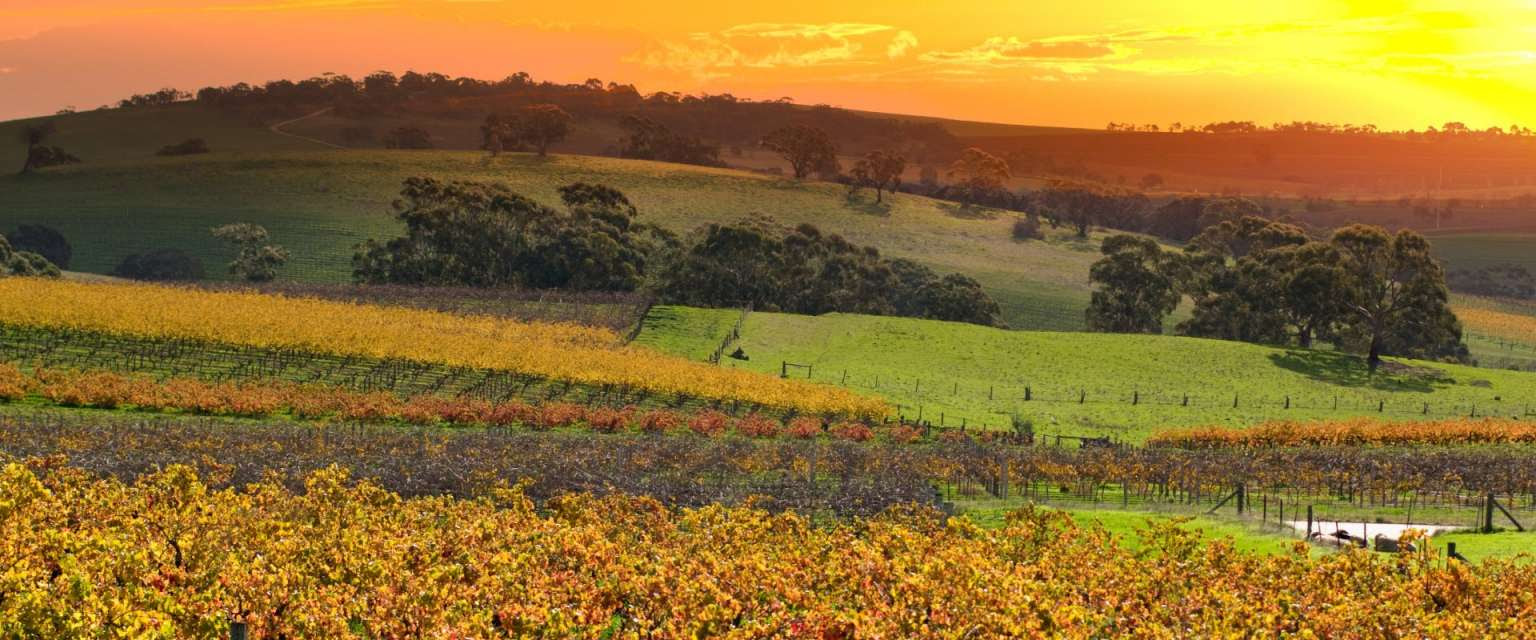 Day Trips From Adelaide Taste the Barossa Give Us A Call Today