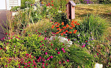 garden stocked with native plants