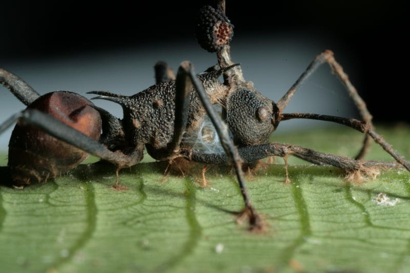 Resultado de imagen de hormigas zombies