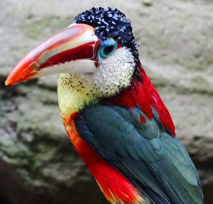 Curl-Crested Aracari , yes, check out the pin curls