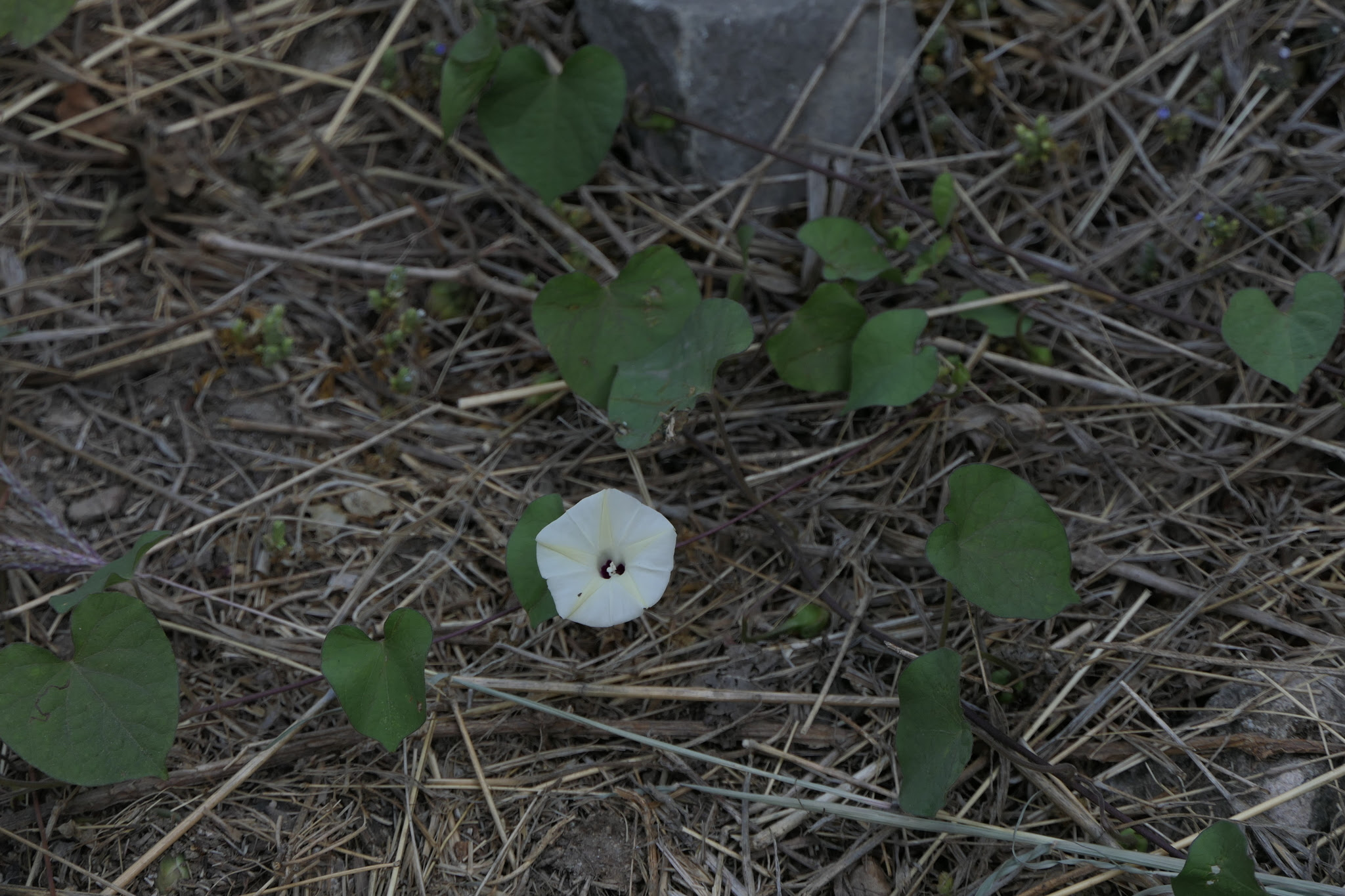 Ipomoea obscura (L.) Ker Gawl.