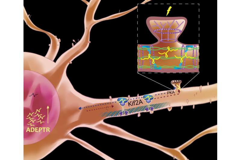 Neural plasticity depends on this long noncoding RNA's journey from nucleus to synapse