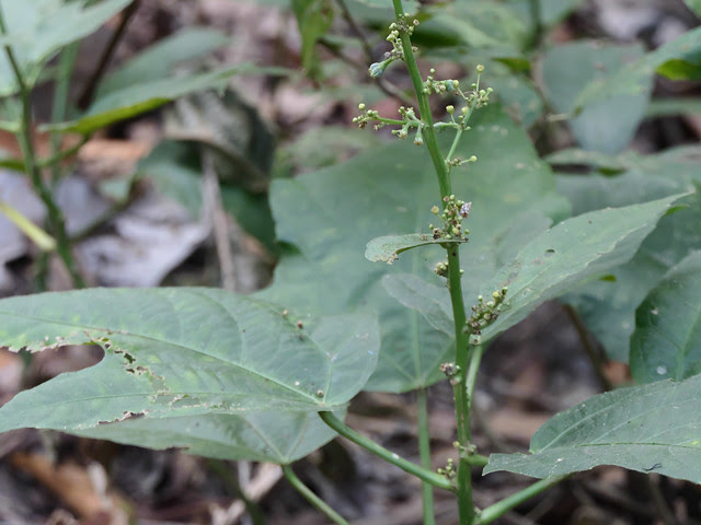 Baliospermum solanifolium (Burm.) Suresh