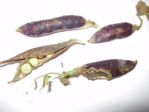 Mouse damage of precious Purple Podded peas - the joys of seed saving... Mouse damage of precious Purple Podded peas - the joys of seed saving...