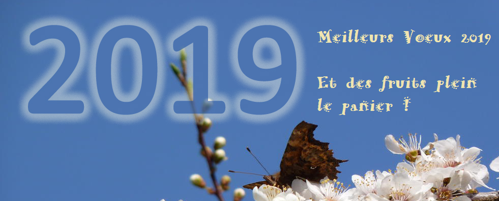 bonne_annee_2019