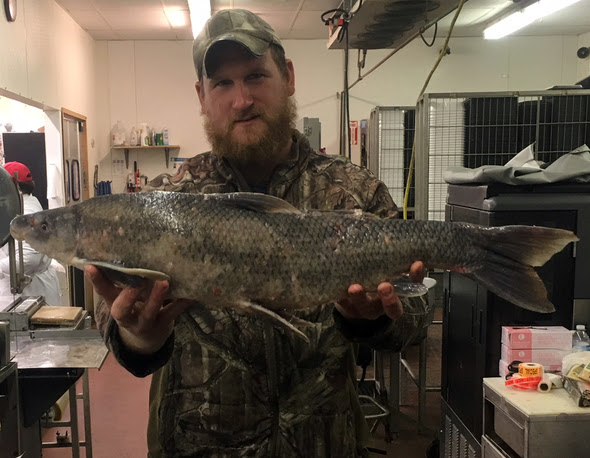 State-Record Blue Sucker