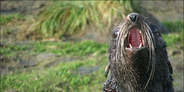 FishNews 246 fur seal
