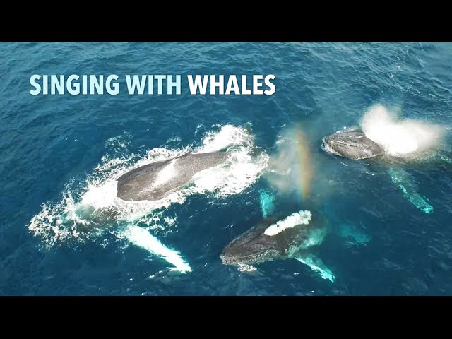 Chip Richards: Singing with the Whales  Sddefault