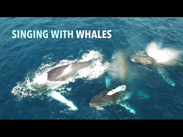 Chip Richards: Singing with the Whales Sddefault