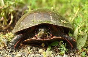 front view of painted turtle