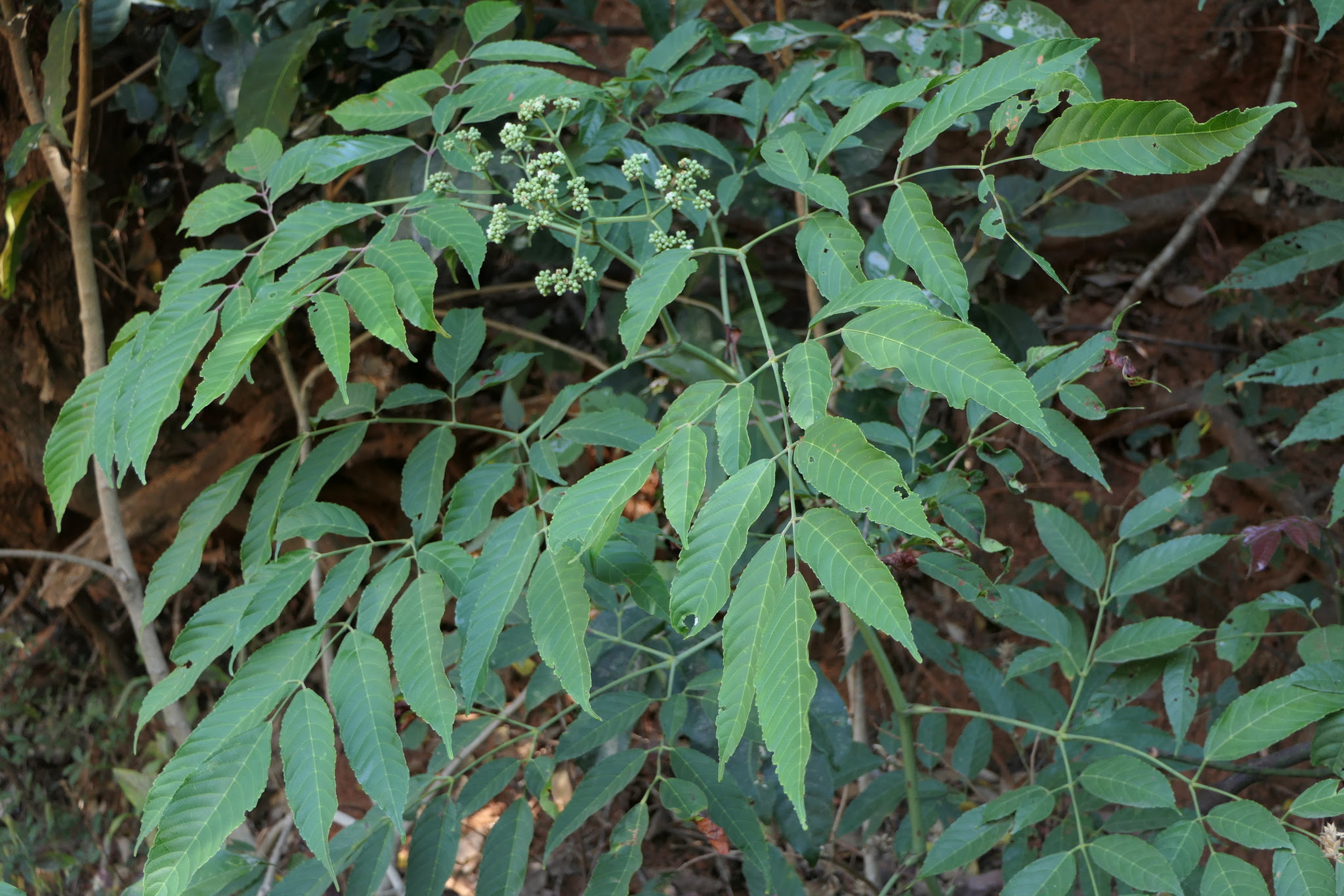 Leea indica (Burm.f.) Merr.