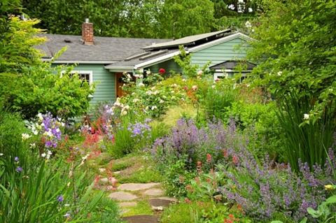 Native meadow garden