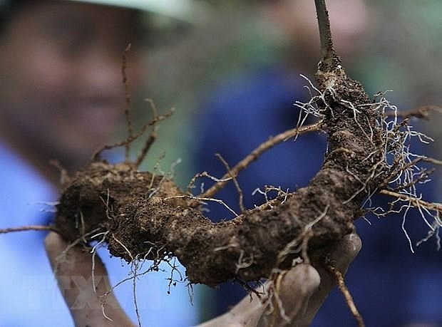 quang nam improves value of ngoc linh ginseng