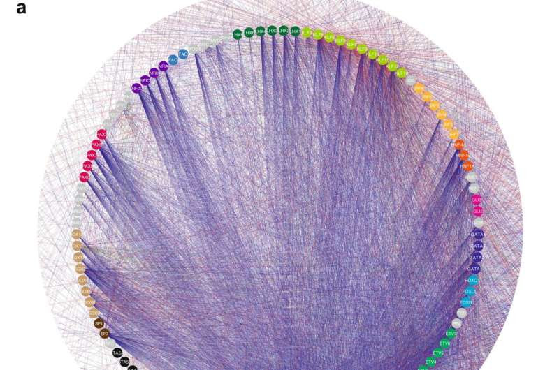 Researchers resolved human transcription factor (TF) regulation