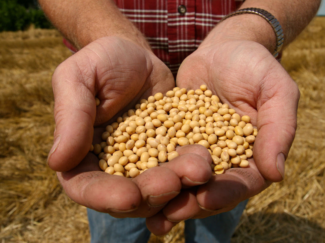 A farmer holds  Monsanto's Roundup Ready soybean seeds at his family farm in Bunceton, Mo.