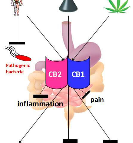 Fighting intestinal infections with the body's own endocannabinoids