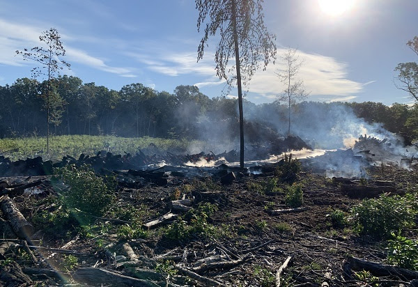 charred logs and a few burned trees in the foreground, with green grass and a blue sky and clouds