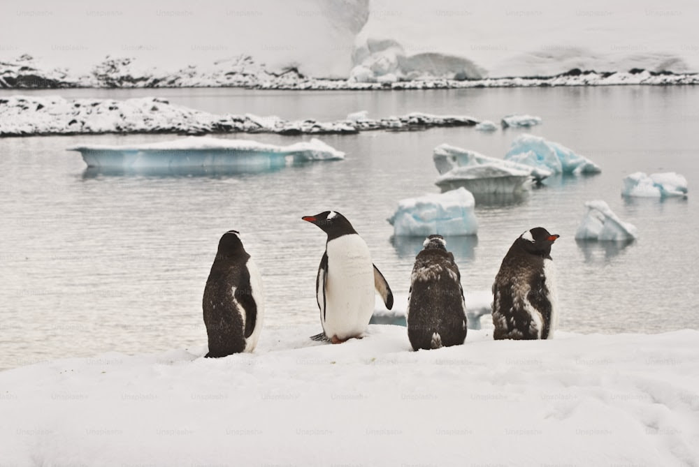 Pingouins en Antarctique