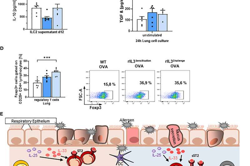 A messenger substance considered to be inflammatory can alleviate asthma symptoms