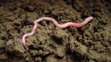 Earthworm in Soil