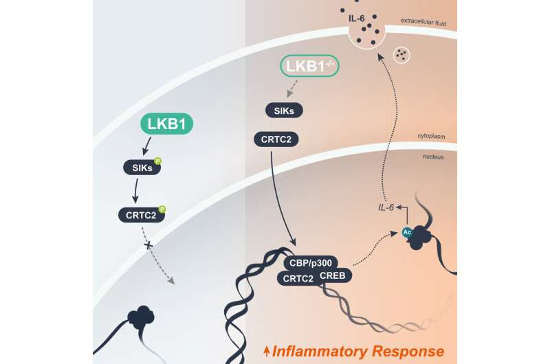 Targeting uncontrolled inflammation may hold the key to treating therapy-resistant cancers