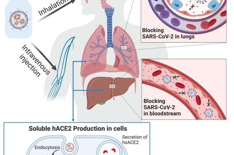 Nanotechnology, messenger RNA combined in possible new 'universal' COVID-19 treatment