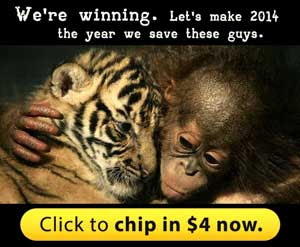 The orangutans are being killed. Let's make 2014 the year we save them.