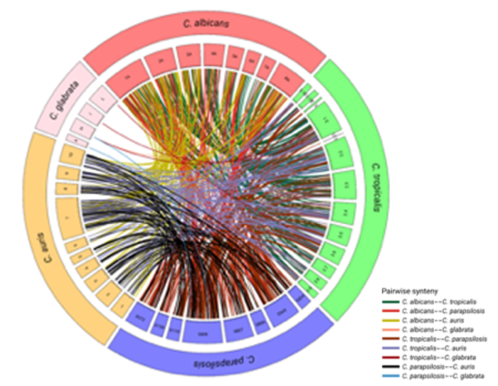 The long non-coding RNA landscape of Candida yeast pathogens