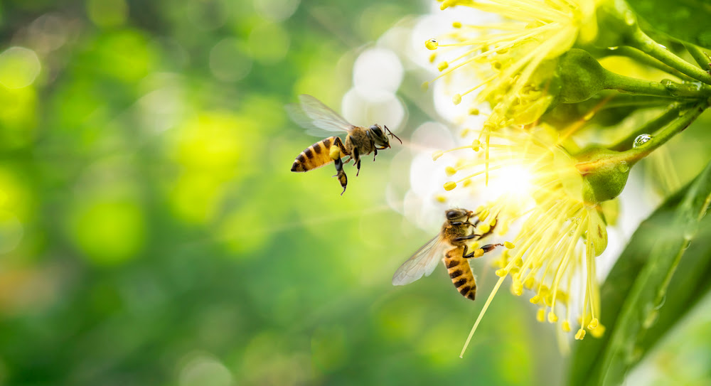 Bees flying in front of yellow flowers