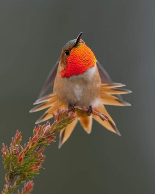 Hummingbird-Orange-Throated