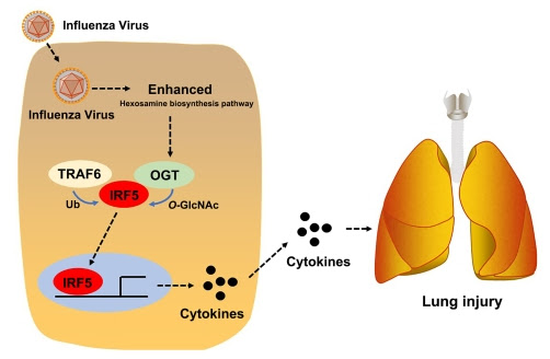 DT 412 CYTOKINE STORM (4)