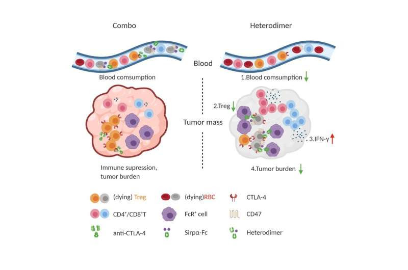 Increasing the immune system’s appetite for cancer protectors