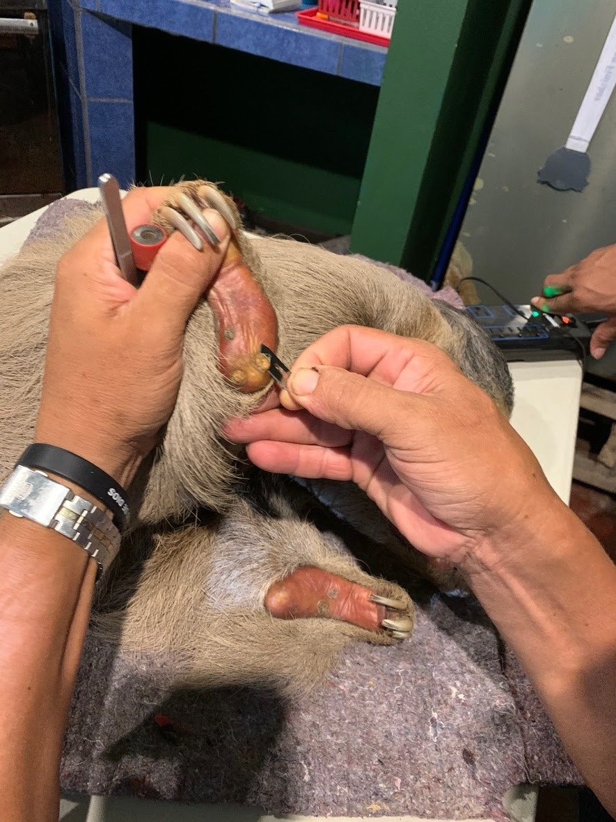 One hand holds the foot of a sloth while the other begins to remove a wart with a small razor