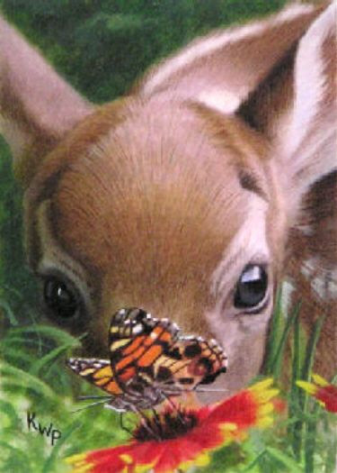 Butterfly Fawn