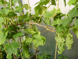 Grape 'Perlette' - (a seedless variety)