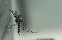 El mosquito tigre, transmisor de graves enfermedades, dobla su presencia en España en cinco años