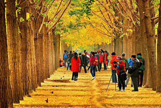 Những đường cây mùa thu đẹp nhất thế giới - Ảnh 5.