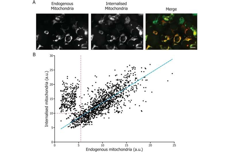 Rescuing corneal cells from death with the help of mitochondria