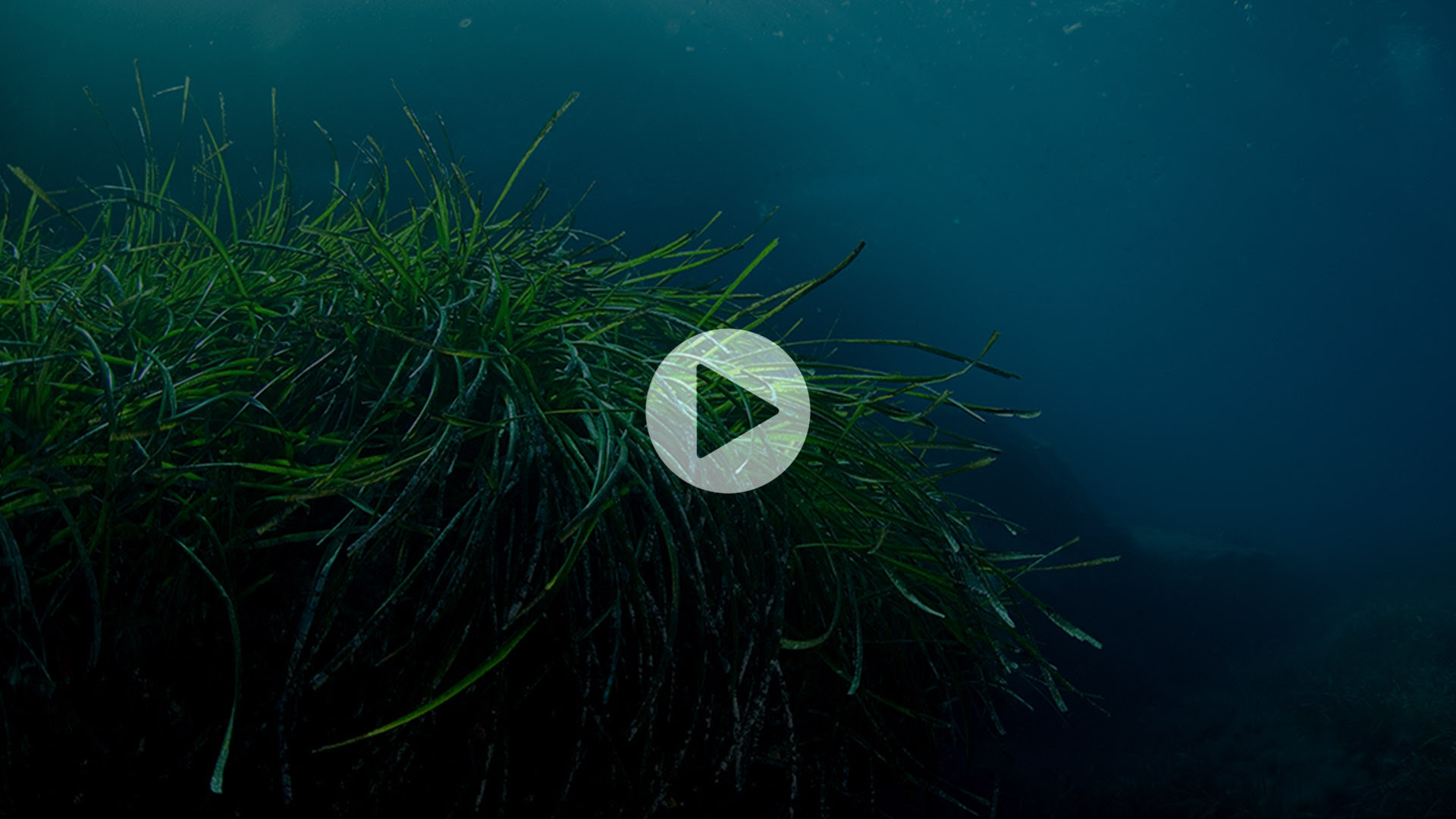 Green seaweed takes up bottom half of photo, blue sea in background, play button in center.