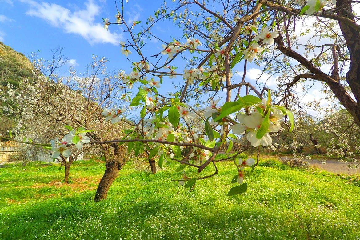 Datça er klar til å arrangere sin årlige Mandel Blossom Festival