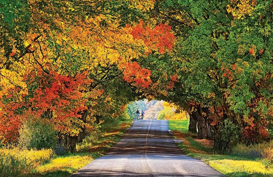 Những đường cây mùa thu đẹp nhất thế giới - Ảnh 16.